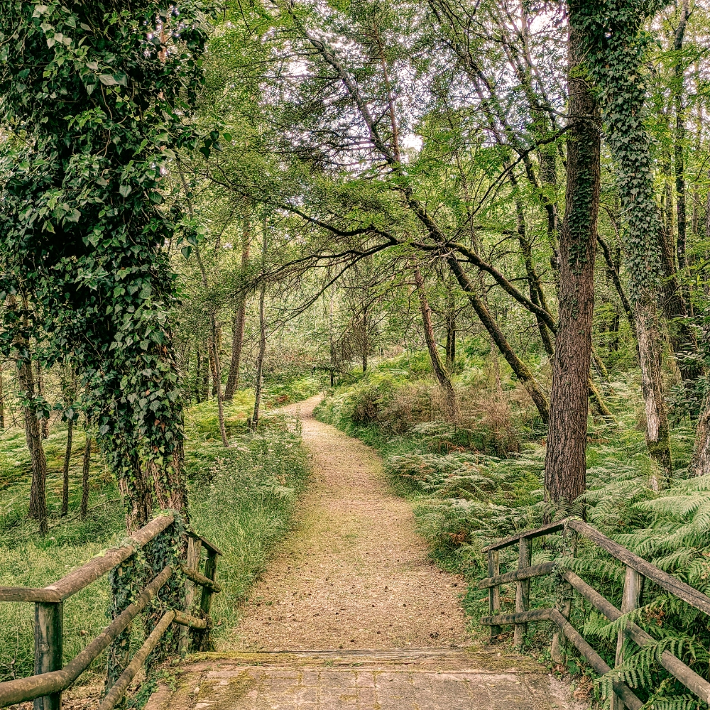 chemin dans camping nature